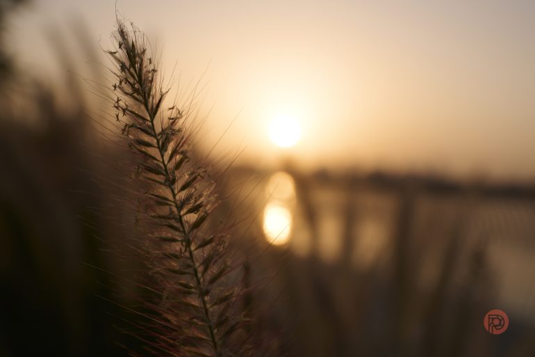 Close-up of grass against a sunset sky, with the sun reflecting on water in the background.