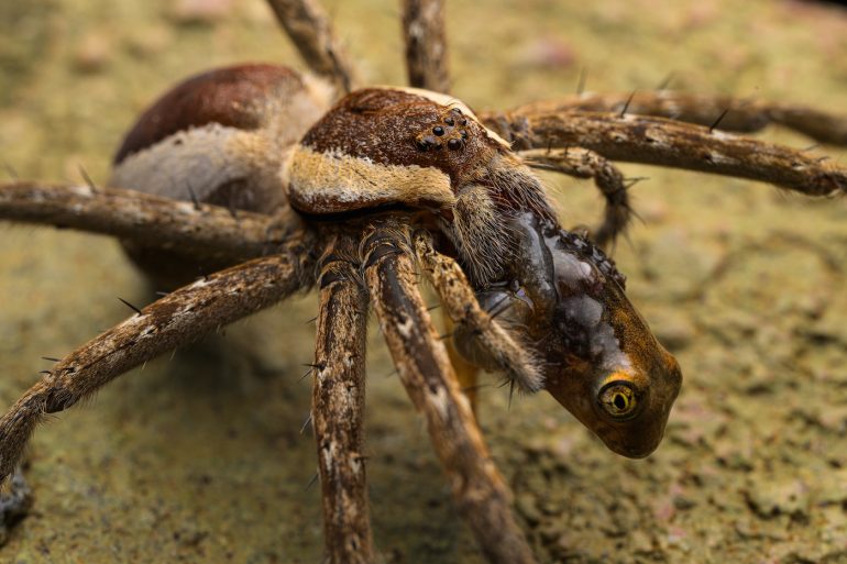 A creature with the body of a spider and the head of an octopus on a textured surface.