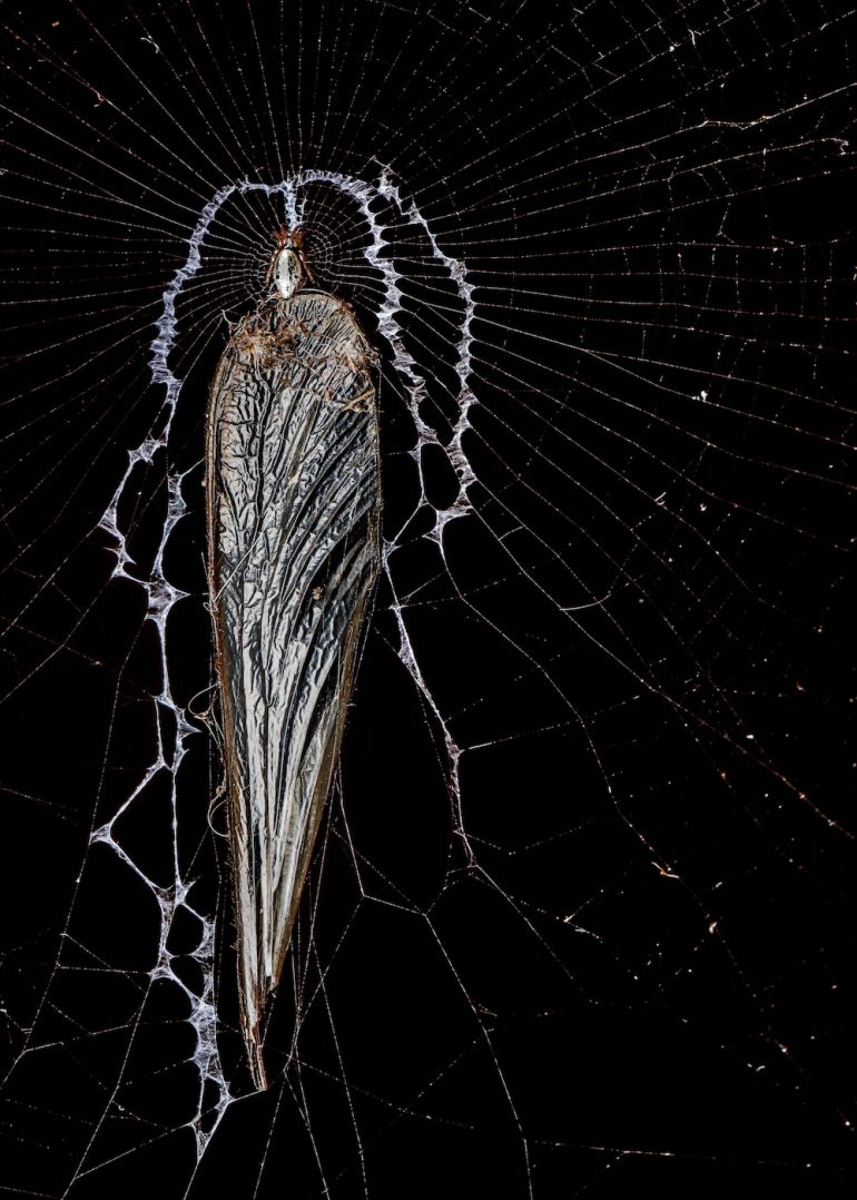 A large insect caught in a spider web against a black background.
