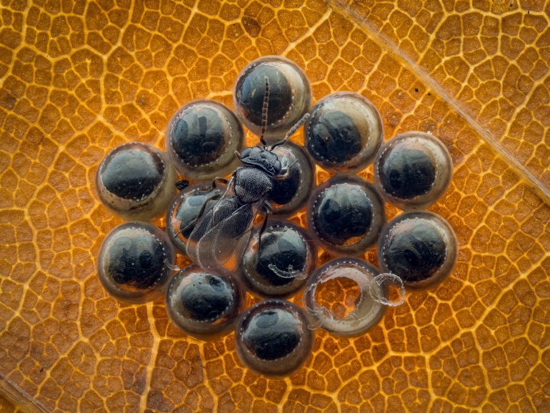 A small black insect sits on shiny eggs arranged on a veined brown leaf, with one egg partially hatched.