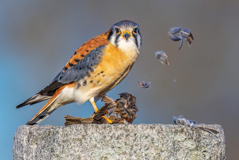 An American kestrel stands on a stone post with prey, loose feathers floating in the air.
