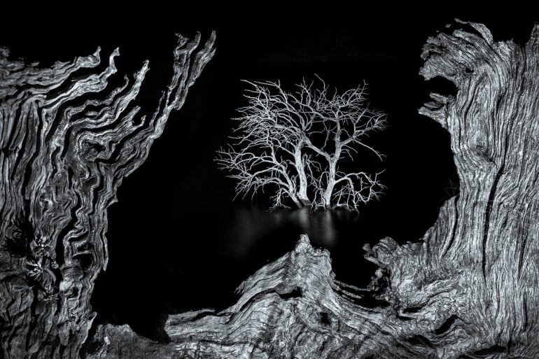 A leafless tree stands in water, framed by gnarled, textured wood against a dark background.