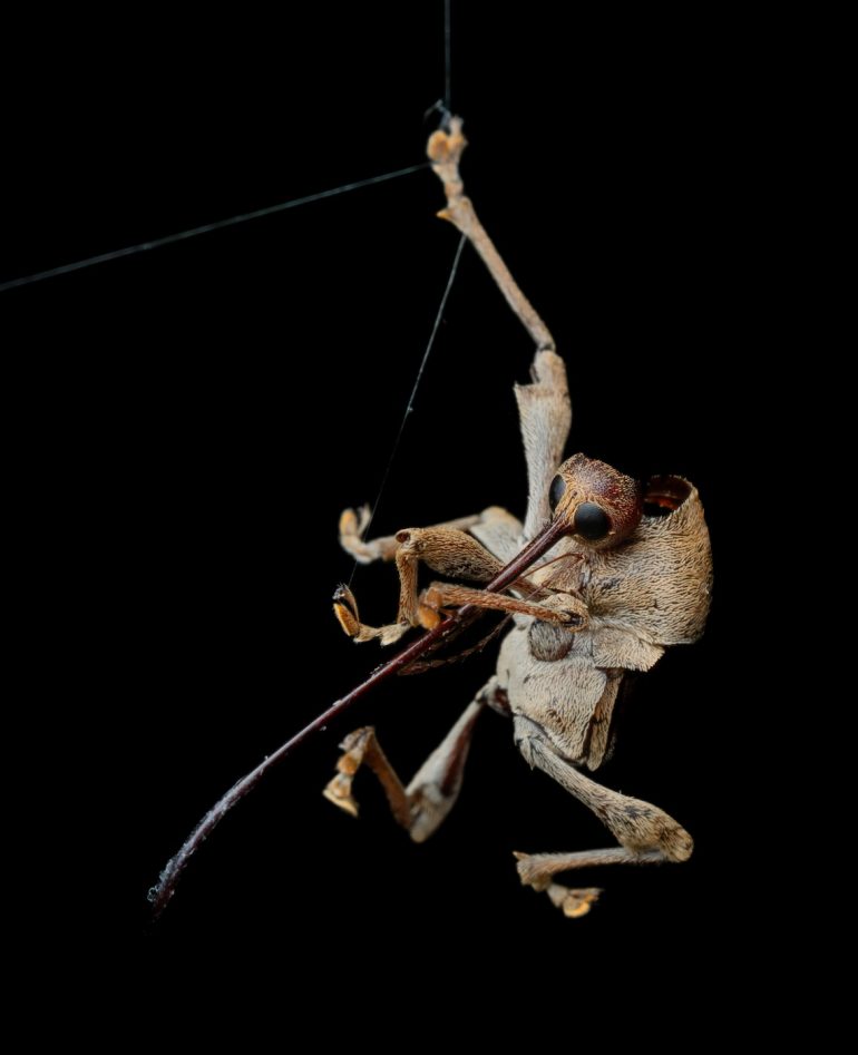 A close-up of a weevil hanging from thin threads against a black background.