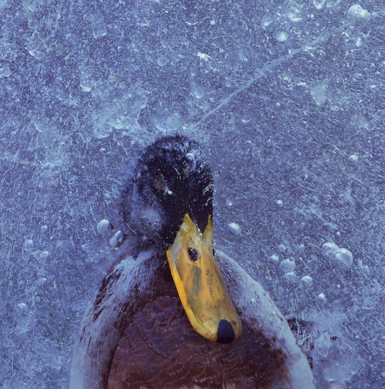 A duck with a yellow beak stands on icy ground with bubbles and cracks visible in the ice.