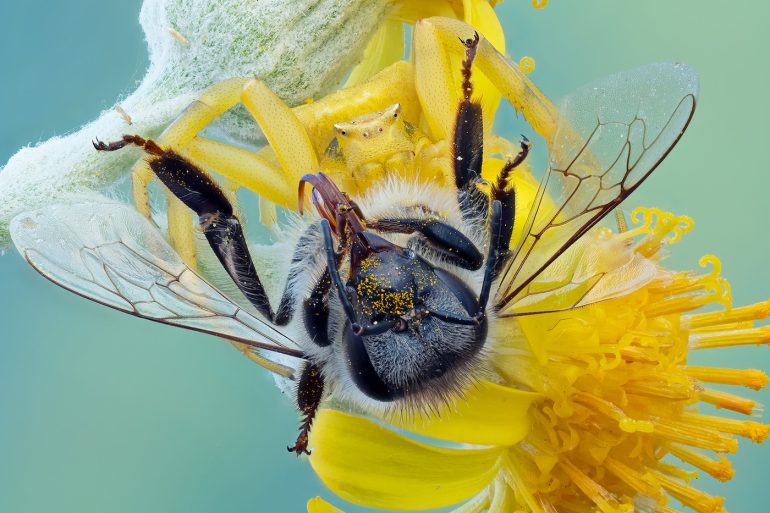A yellow crab spider catches a bee on a bright yellow flower, with close-up details of both insects visible.