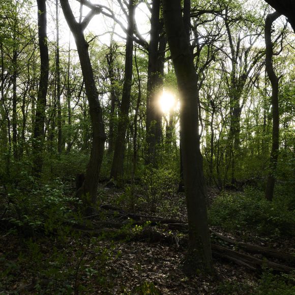 Sunlight shines through dense trees in a green forest with shadows on the ground and leafy undergrowth.