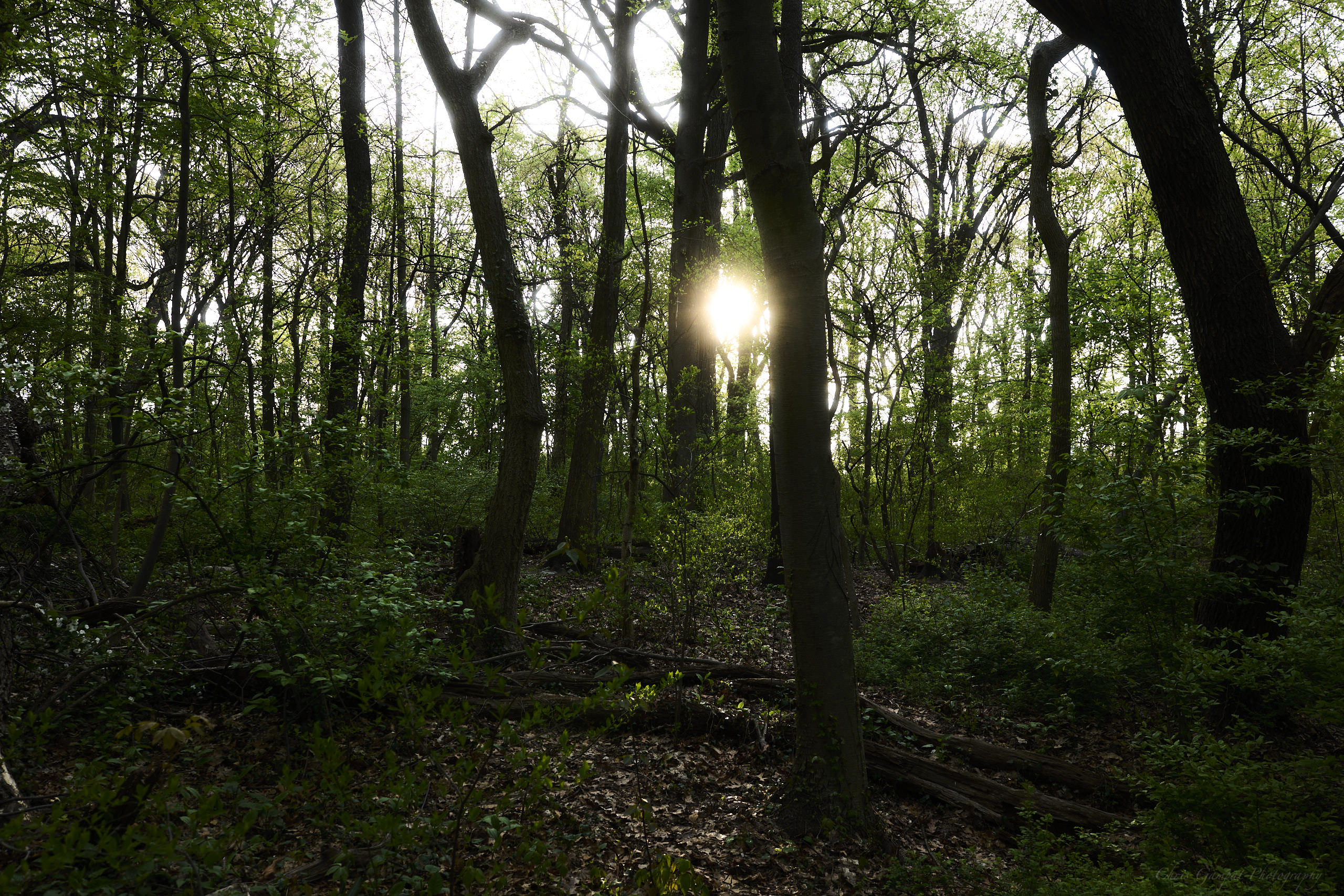 Sunlight shines through dense trees in a green forest with shadows on the ground and leafy undergrowth.