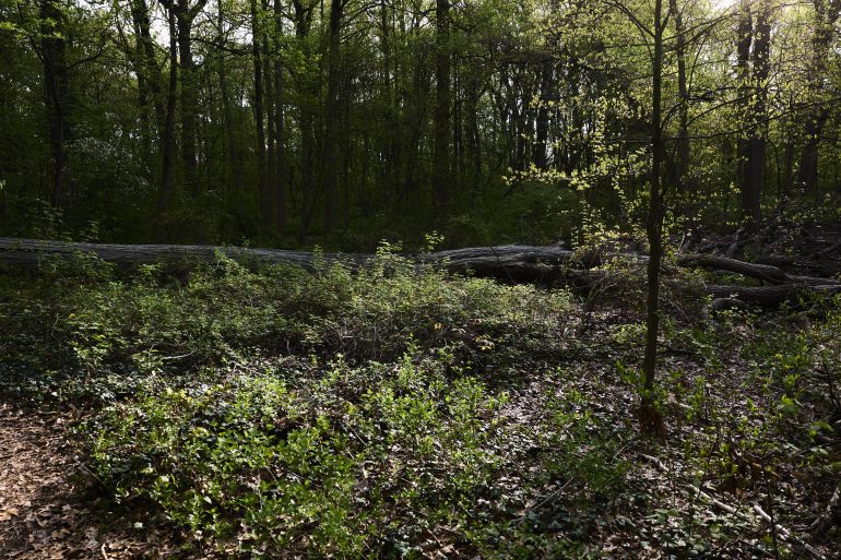 Sunlight filters through dense green trees onto leafy undergrowth and fallen logs in a quiet forest.