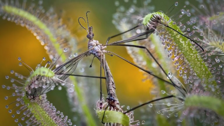 A close-up of an insect caught on the sticky tentacles of a carnivorous sundew plant.
