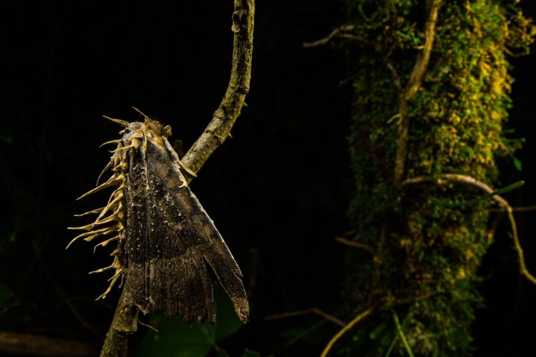 A moth with spiky projections rests on a branch in a dark, forested environment.