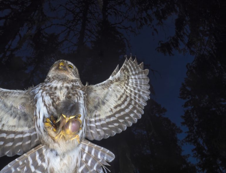 A hawk with wings spread wide holds a small rodent in its talons against a dark forest background.