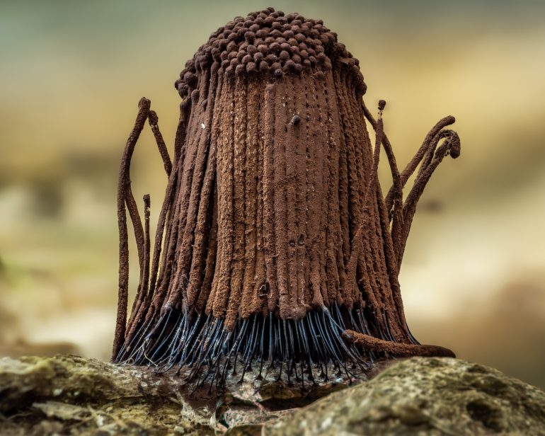 Close-up of a brown, hair-like fungus with spore capsules growing on a rock, against a blurry background.