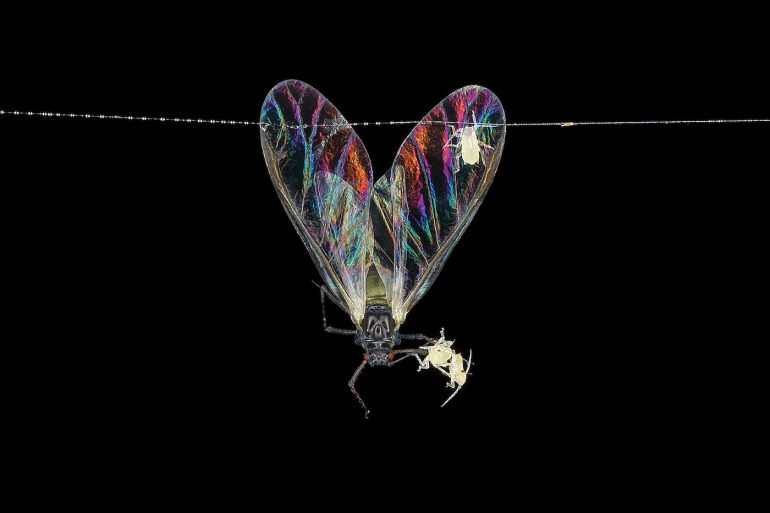 A colorful-winged insect clings to a thin strand with two smaller insects against a black background.