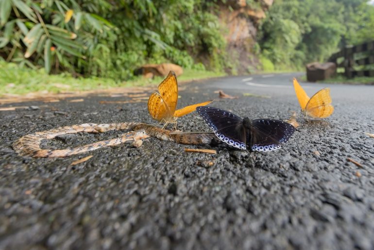 Several butterflies gather on a dead snake lying on a wet road in a lush, green forested area.