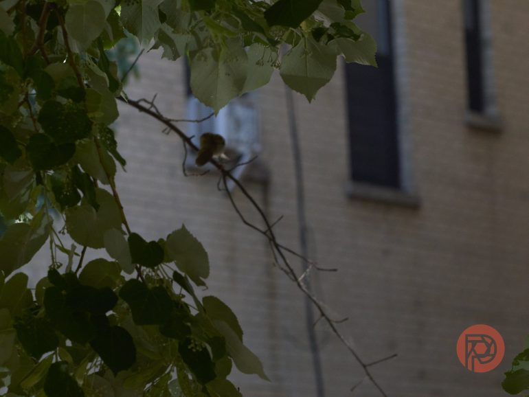 A small bird perches on a branch among green leaves near a brick building with windows in the background.