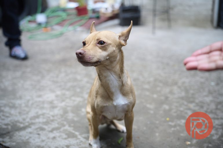 Small tan dog with upright ears sitting on concrete, with a blurred background and a red watermark in the corner.