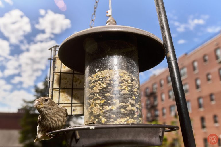 Small brown bird perched on a bird feeder, with a blue sky and brick building in the background.