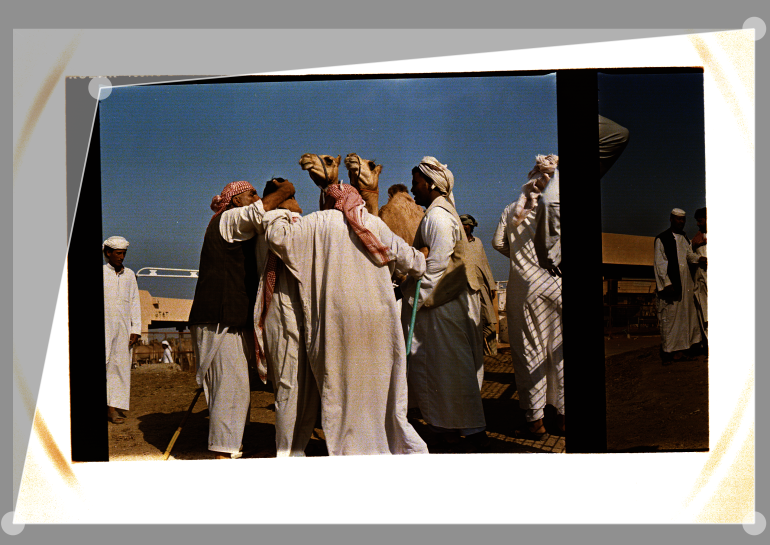 Several men in traditional Middle Eastern clothing gather around a camel outdoors under a clear blue sky.