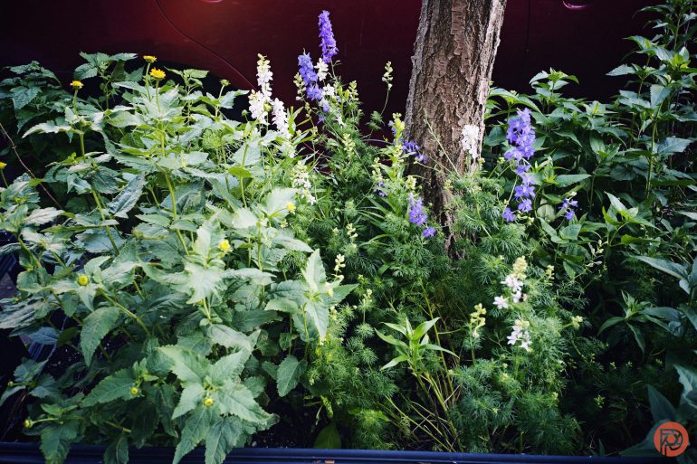 Green leafy plants and tall purple and white flowers growing at the base of a tree trunk outdoors.