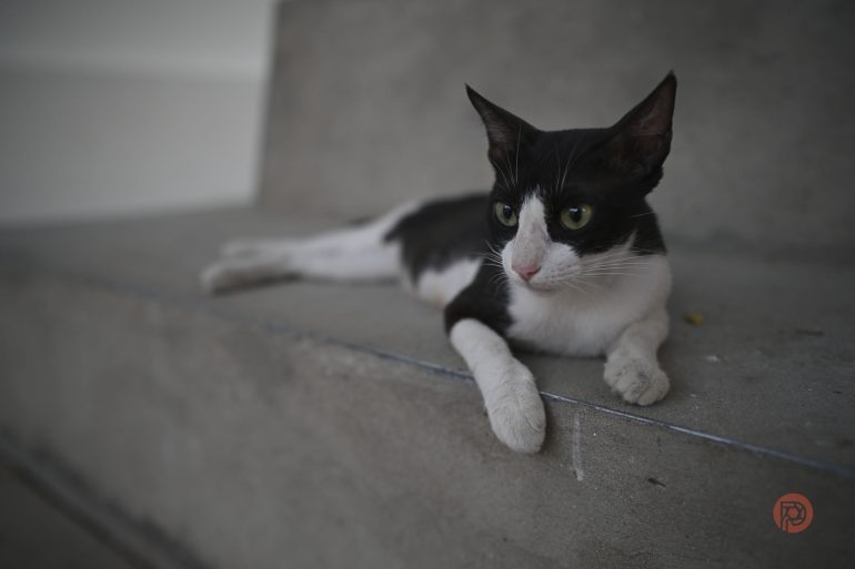 A black and white cat with green eyes lies relaxed on concrete steps, looking to the right.
