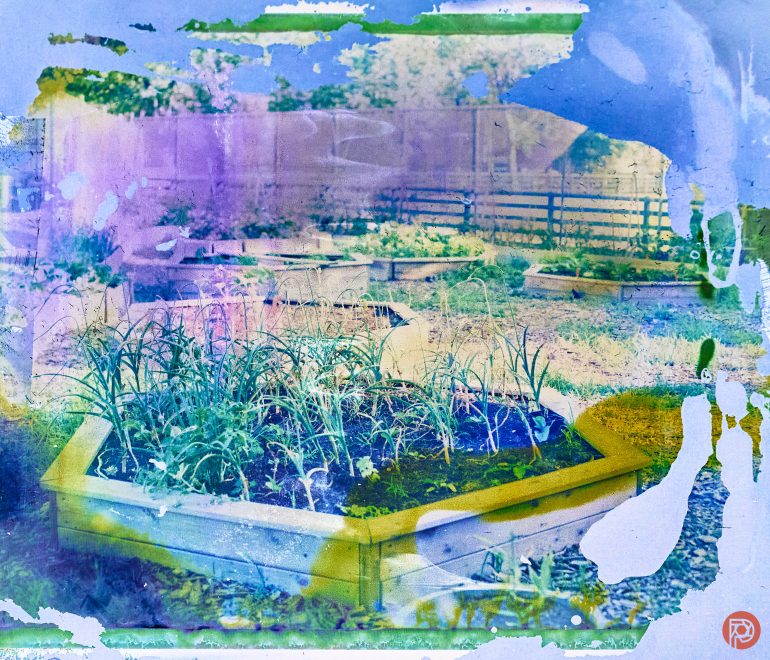 Colorful, abstract photo of a raised garden bed with plants, set in a backyard with a fence and trees.