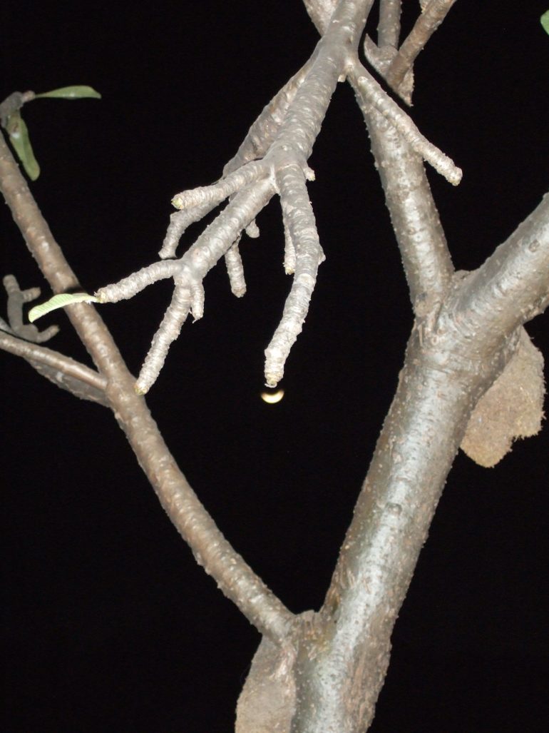 A crescent moon appears to hang from a tree branch against a dark night sky.