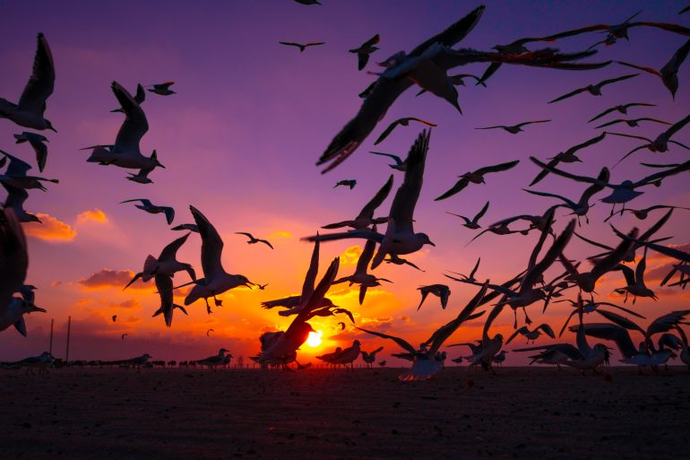 Flock of birds flying at sunset with an orange and purple sky in the background.