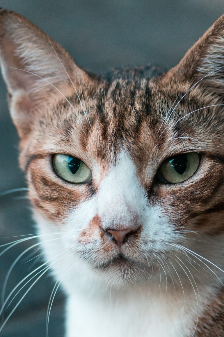 Close-up of a brown and white cat with green eyes looking directly at the camera.