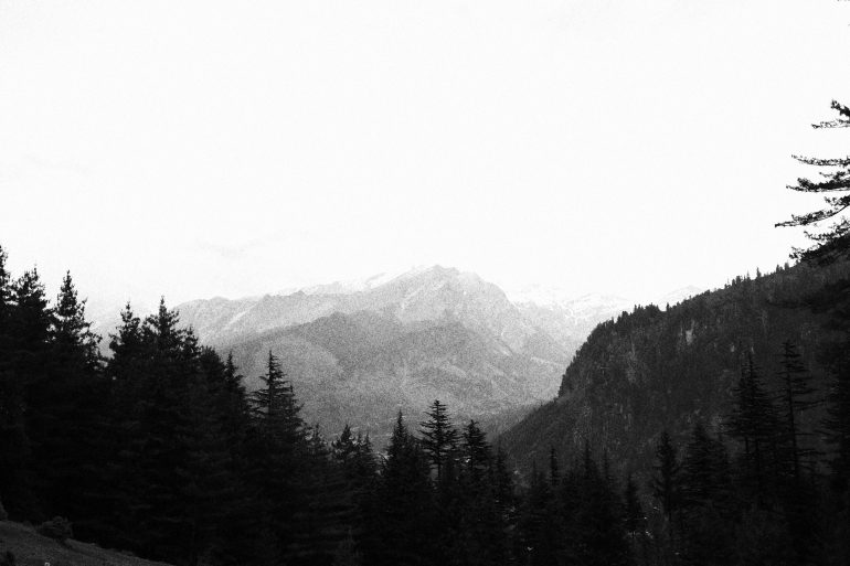 Black and white photo of pine trees in front of distant mountains under a bright, clear sky.