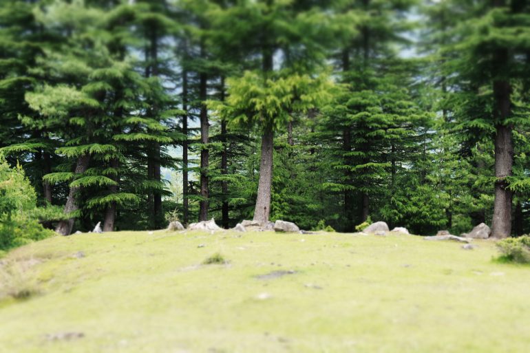 Green forest with tall pine trees and rocks scattered on a grassy clearing in the foreground.