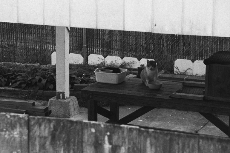 A cat sits on a wooden table under a shelter, next to a bowl and a plastic tub, in a fenced yard.