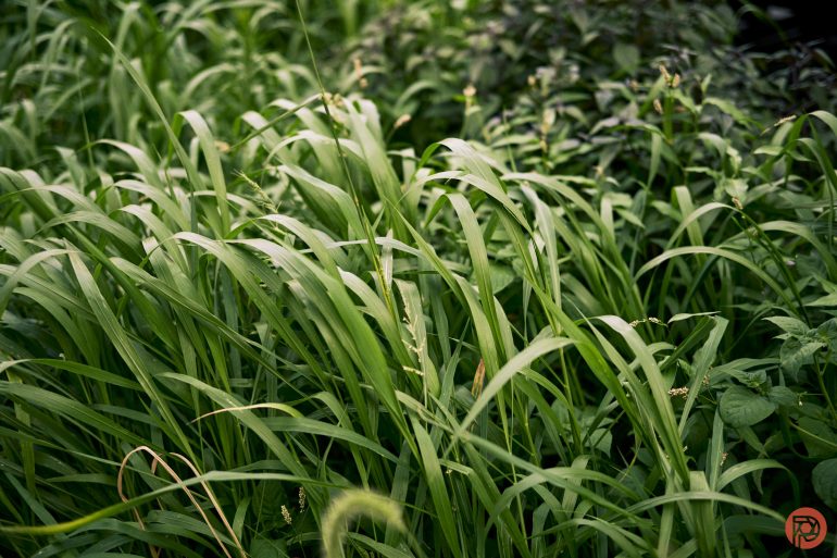 Tall green grass grows densely outdoors, with some leafy plants and sunlight filtering through.